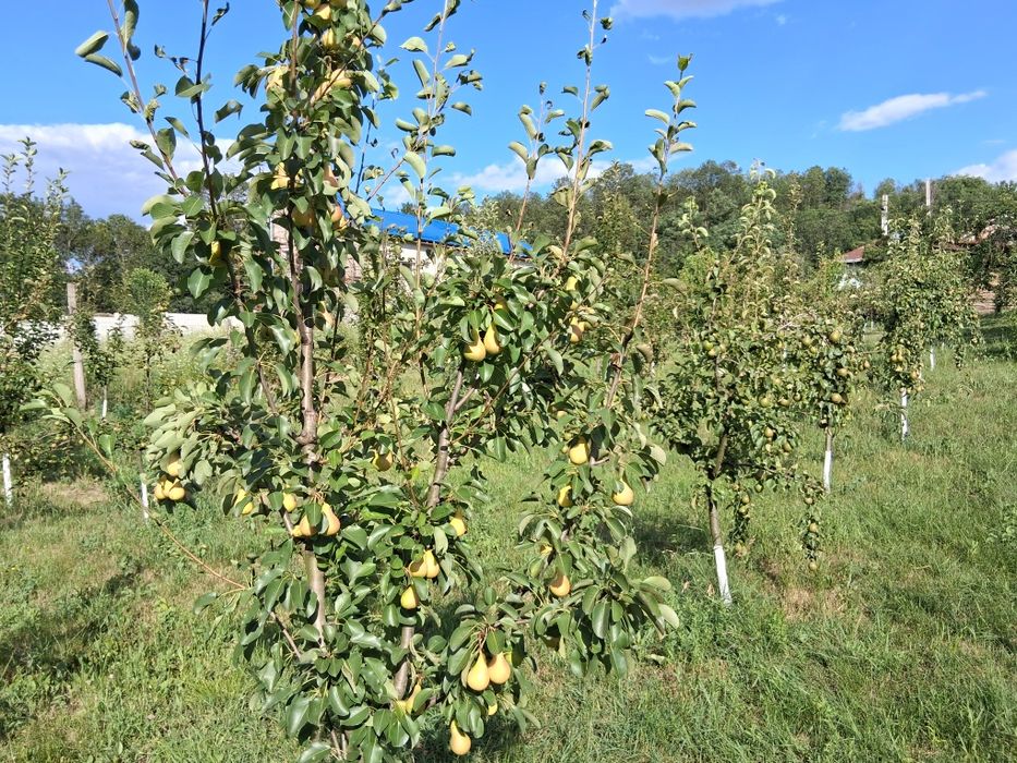 Vând produse naturale