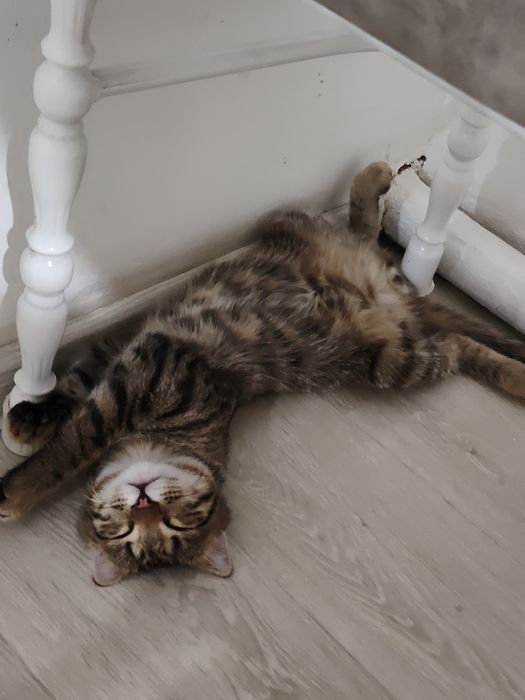 Котёнок шотландский висло-ухи