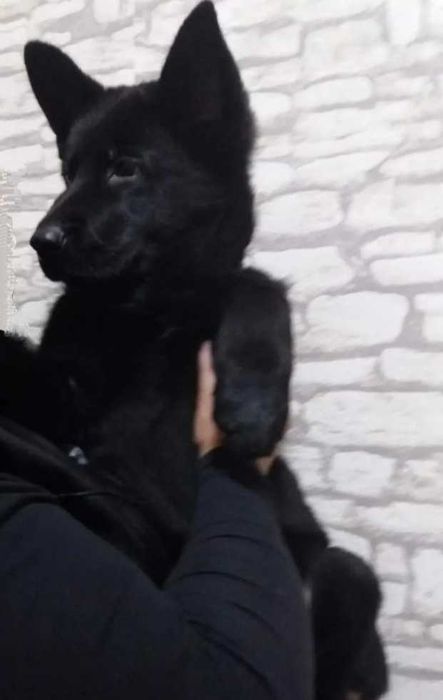 Немецкая овчарка щеночки чёрные