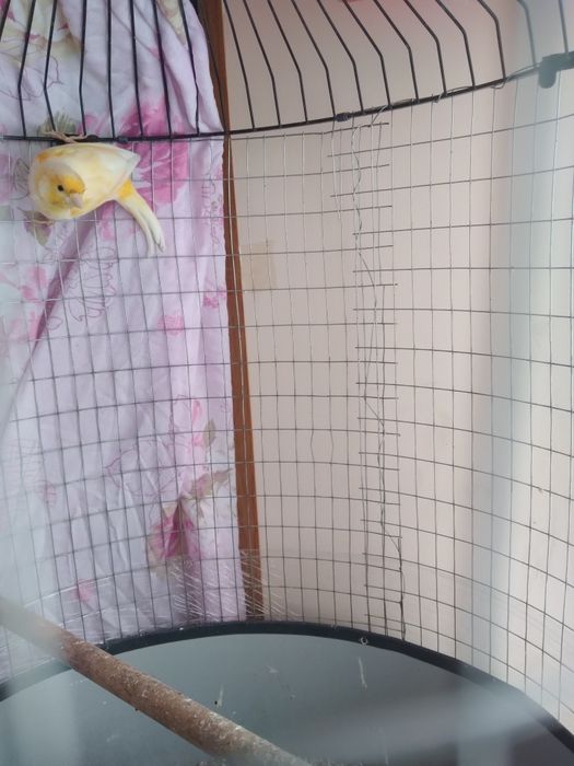 Канарейка сотилади