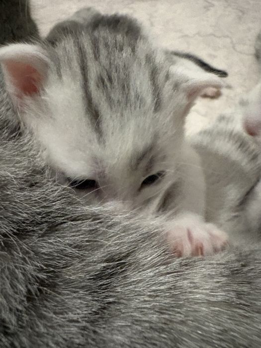 Отдам котят в добрые руки