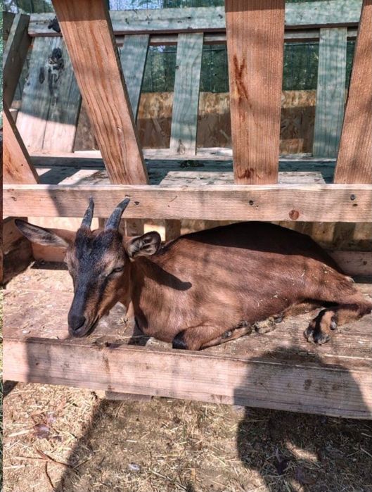 Vând ied din  rasa Alpină franceză