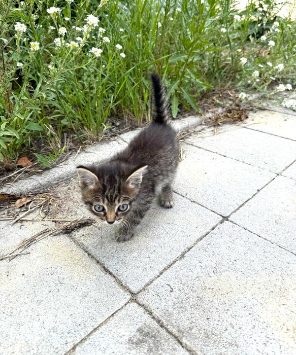 Отдам котят в добрые руки
