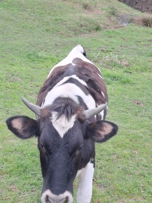 Vând junica 1,5 ani bună de tinut