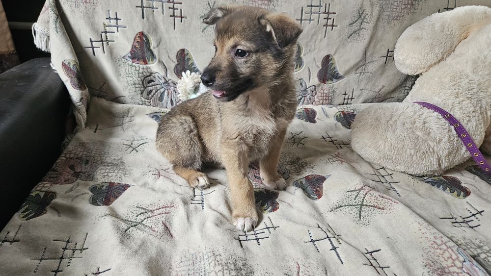 Отдам щенков 2 месяца