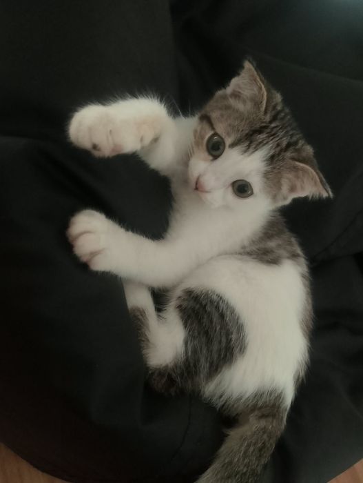 Вислоухий котёнок девочка