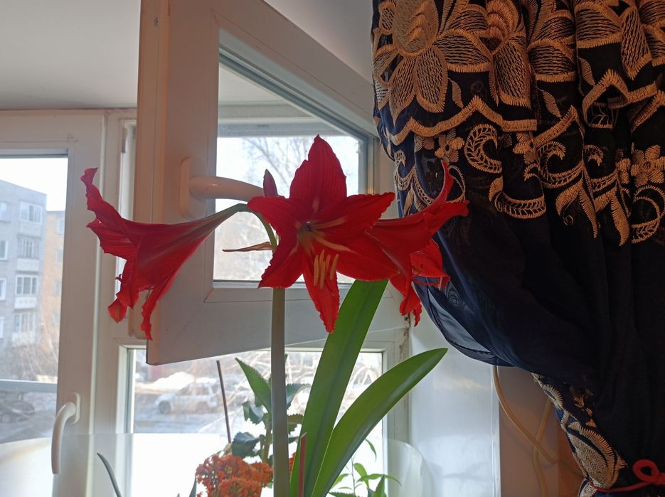 Продам цветущий гиппеаструм