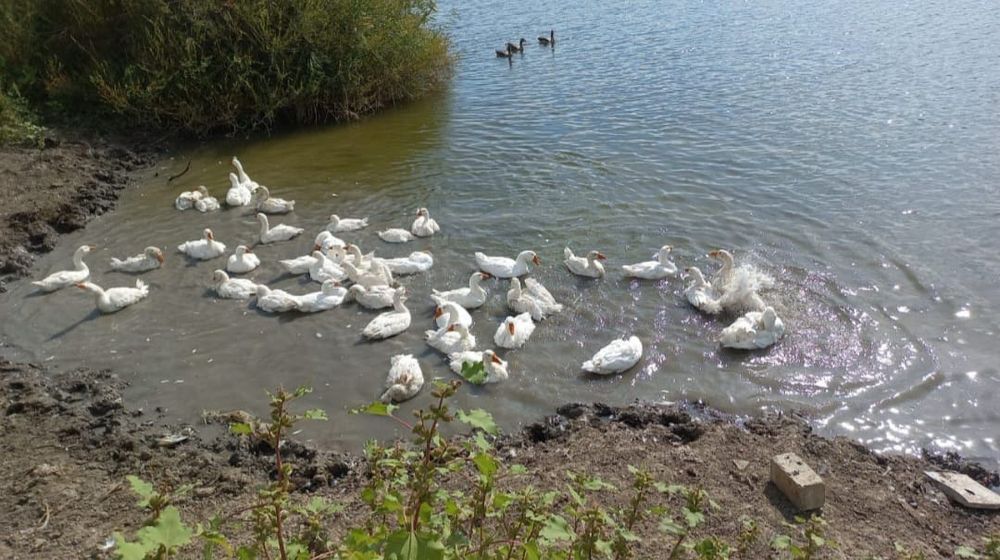 Продам  Гуси или обмен