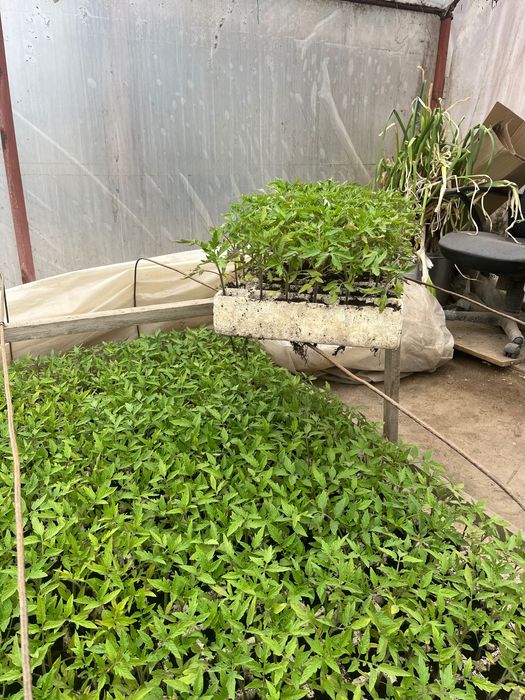 Разсад домати розова магия