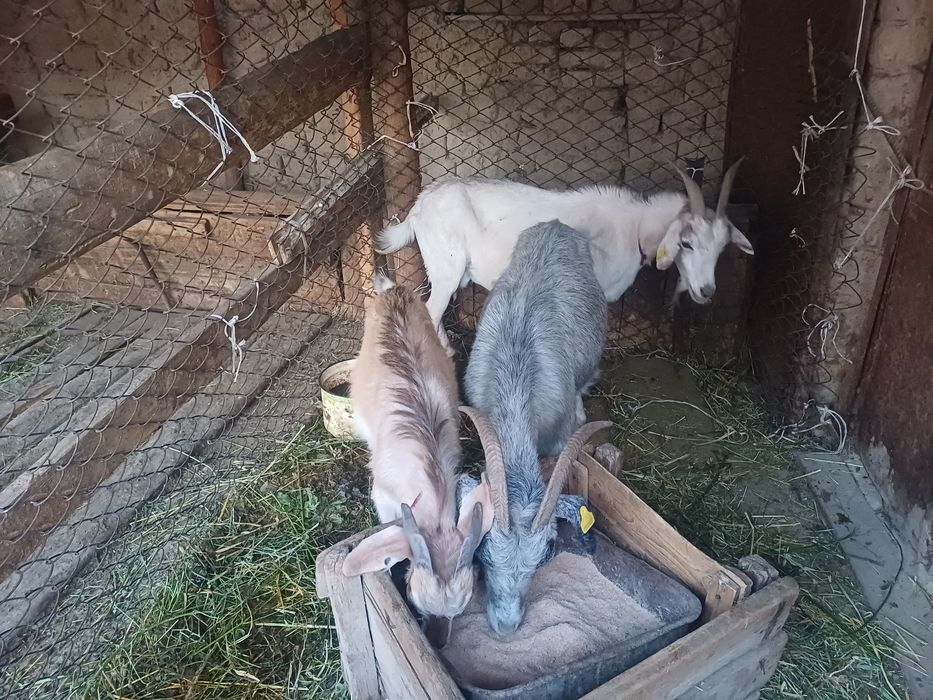 З бас ешкі сатылады