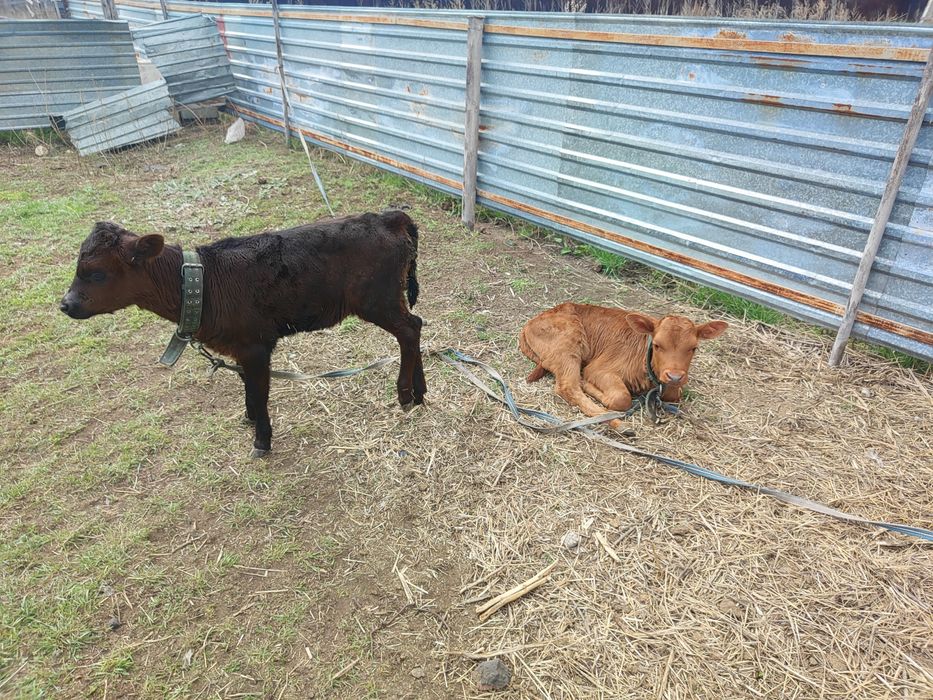 Продам двух телят