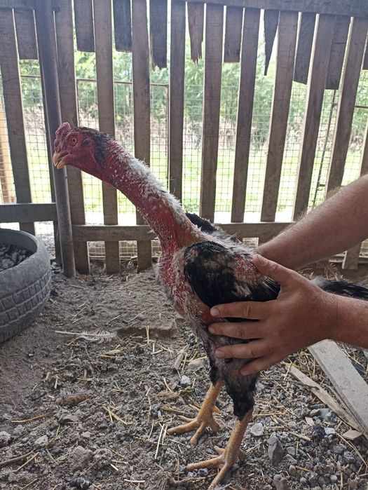 Продам Даканоооов