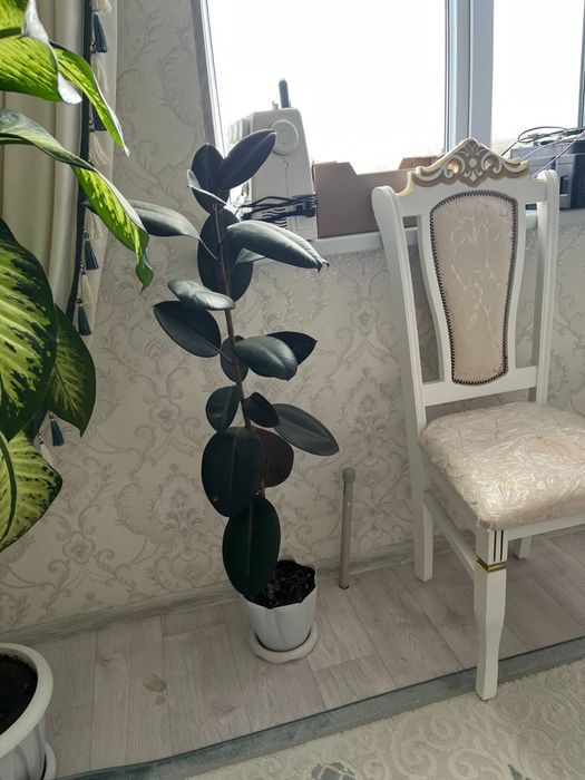 Продам фикус растения