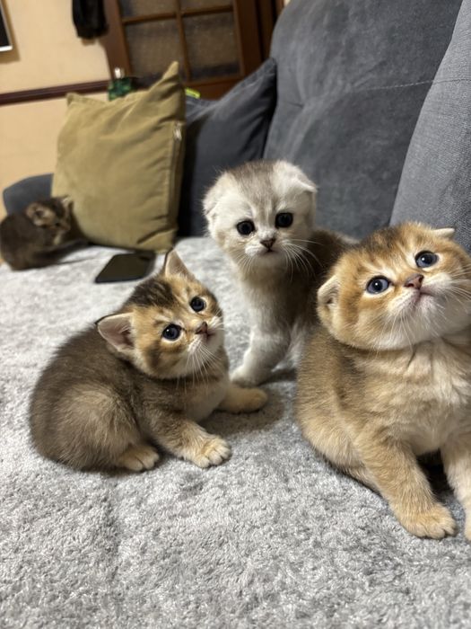 Продаются котята шиншиллы