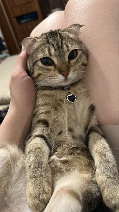 Отдам котенка в хорошие руки! Девочка, возраст 4-5 месяцев.