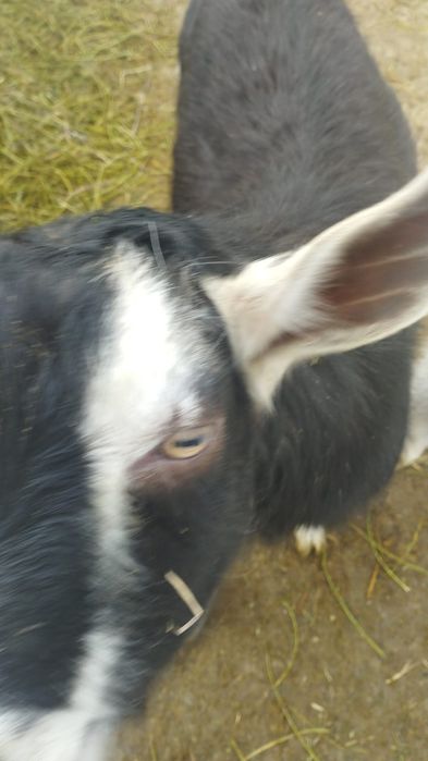 Теке сатылады,продам козла