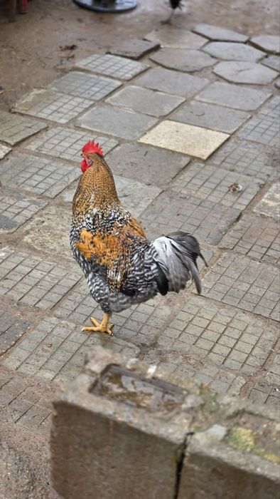 Петли различни породи.