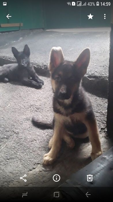 Продам немецкую овчарку