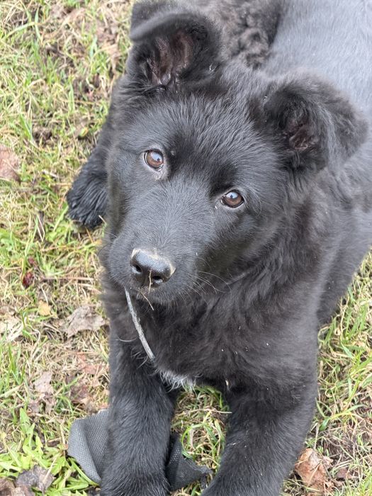 Немецкая овчарка