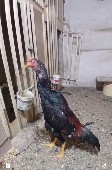 Дакан кораздар есть