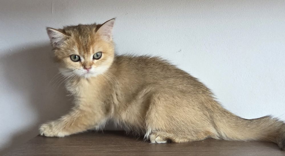 Fetita british shorthair