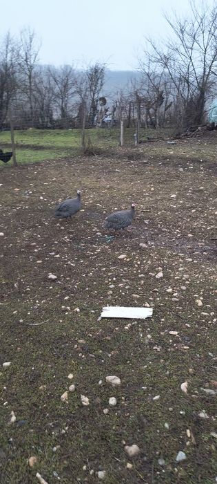 Vănd familie bibilici 3cu1 400lei nu se dau separat