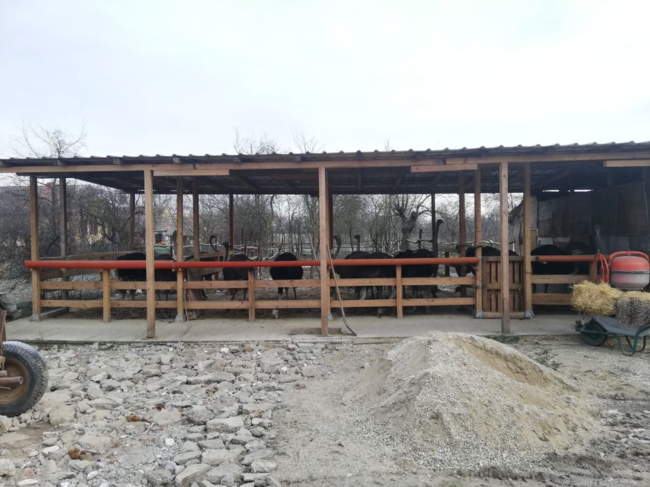 De vânzare două familii de struț