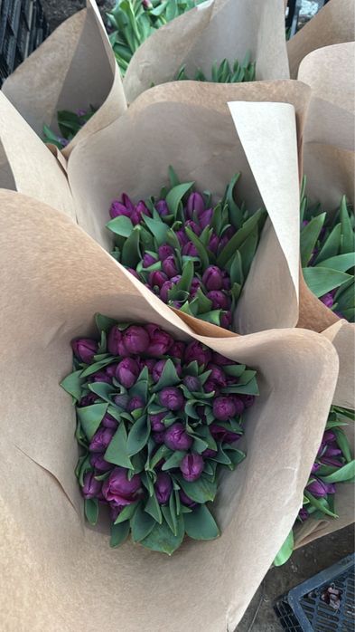 Тюльпаны оптом бесплатное хранение