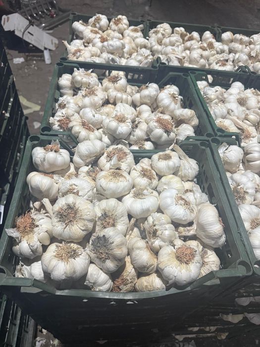 Vand usturoi soiul CINO!! Pret bun