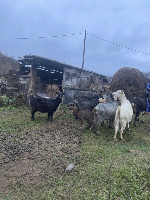 vand 10 capre 400 de lei negociabil