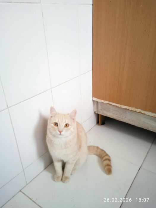 Роздам солнечно рыжых красивых котят!!!