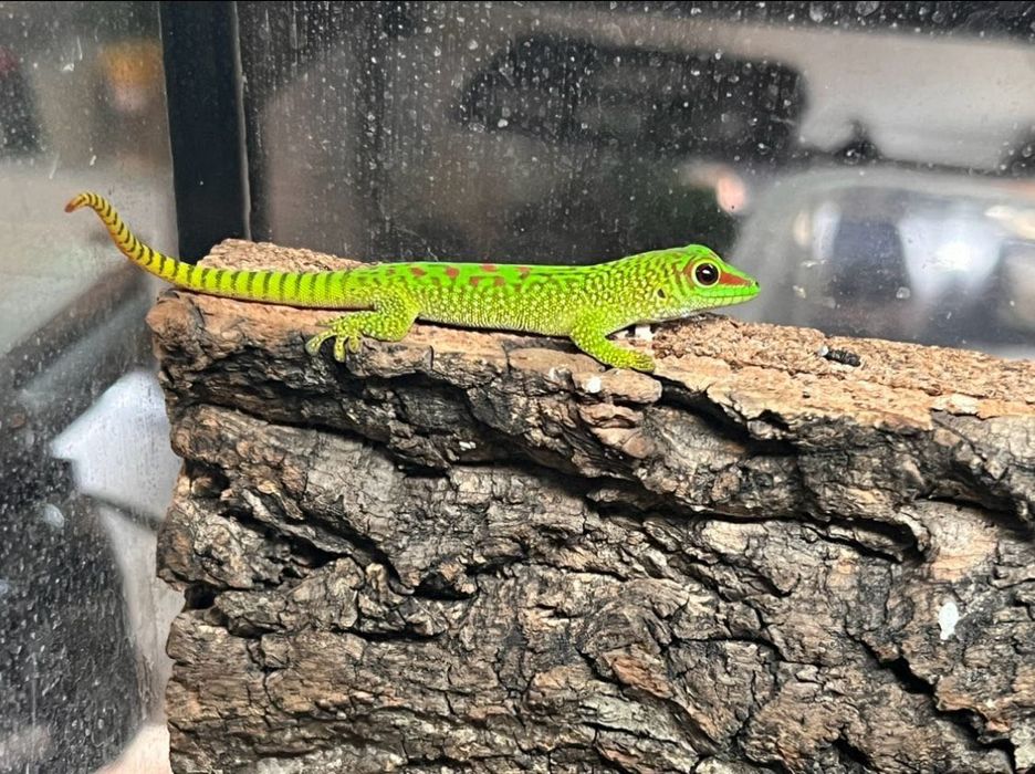 Gecko de zi / Giant Day gecko / Phelsuma grandis