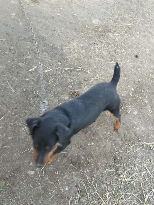 Ягьтерер робочая