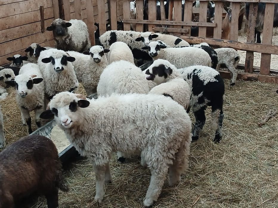 oi cu miei  de vanzare