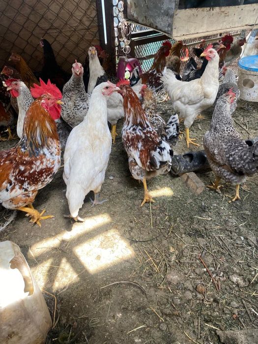 Куры разных пород