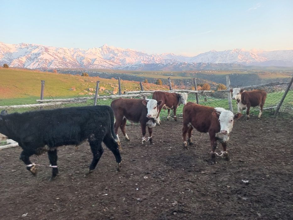 Бычоктар сатыларды