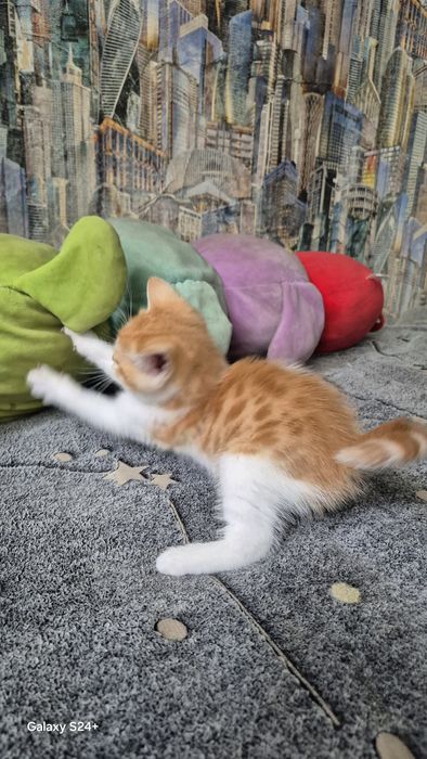 Отдам котят. К лотку приучены