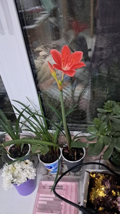 Продажа комнатных цветов