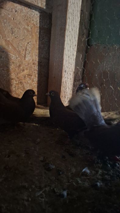 Porumbei 40 de lei bucata!