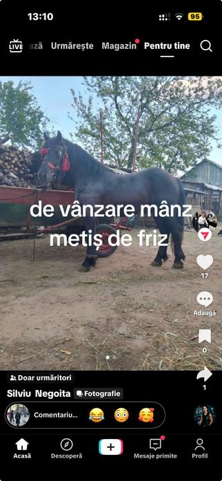 Vând mânz de 15 luni