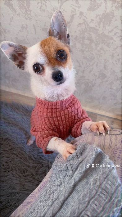 Чихо Пинчер момиче