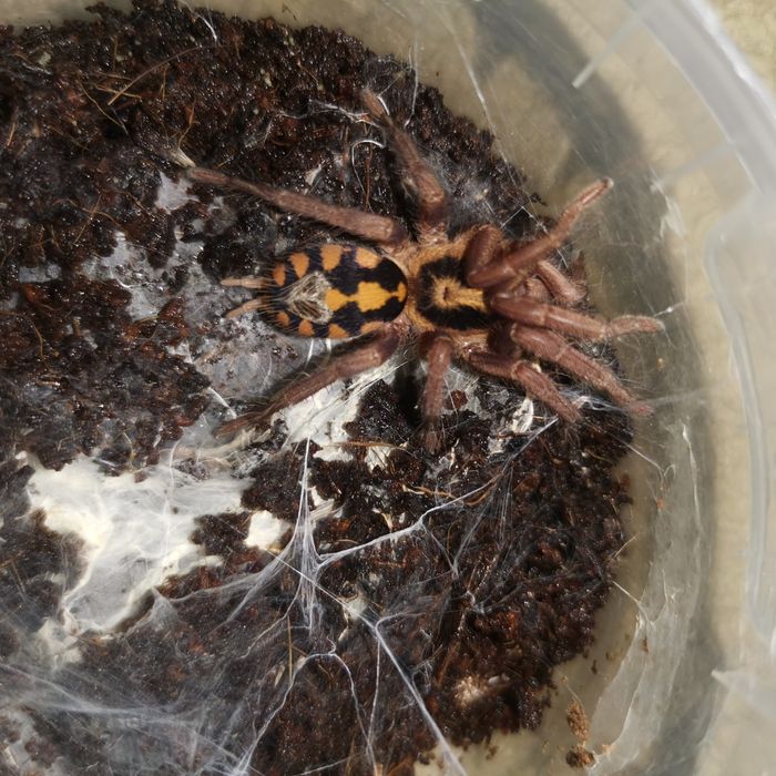 Пауки птицееды разные виды