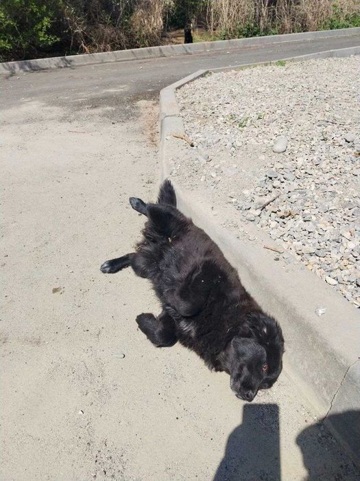 Щенки и их мама в добрые руки