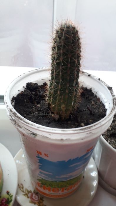 Кактус  рассаженный