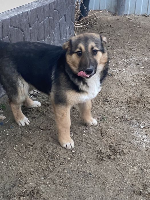 Отдам щенка бесплатно