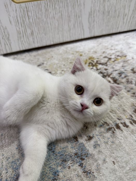 шотландский скоттиш-фолд