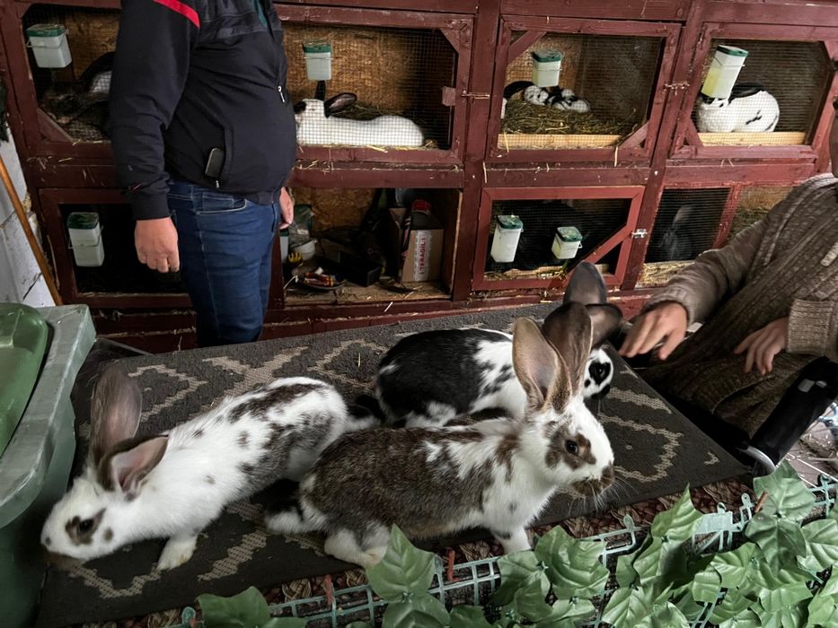 Iepuri metis disponibili