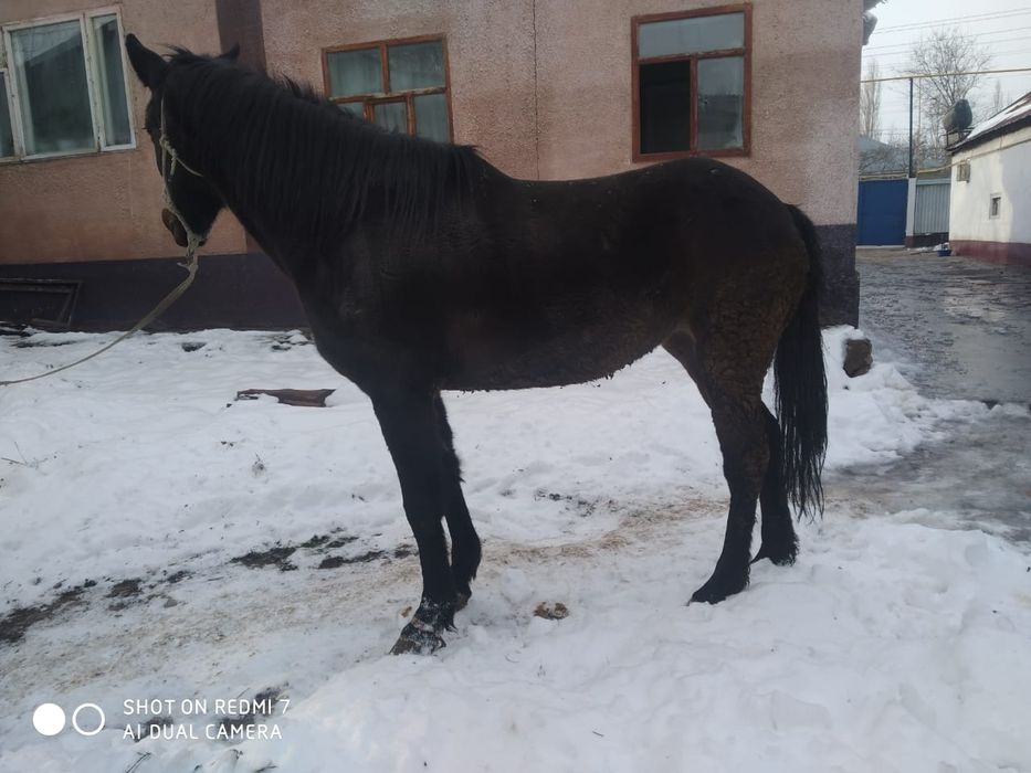 1 туған ірі бие сатылады