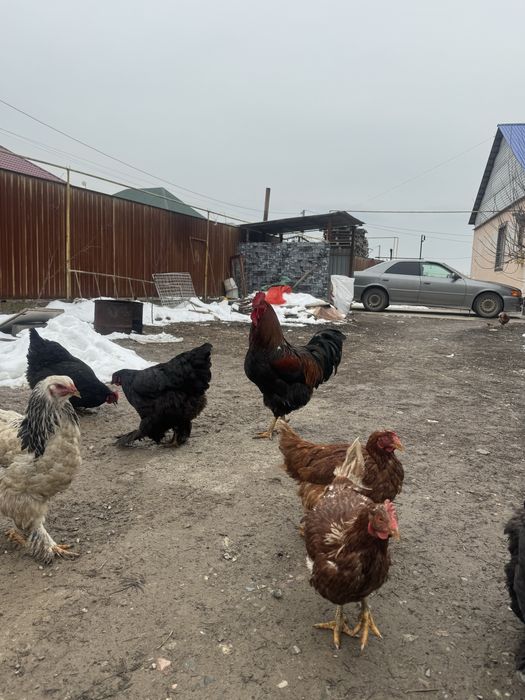 Брама гигант  қораз