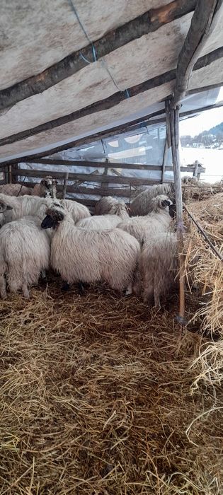 Oi de vanzare!!!